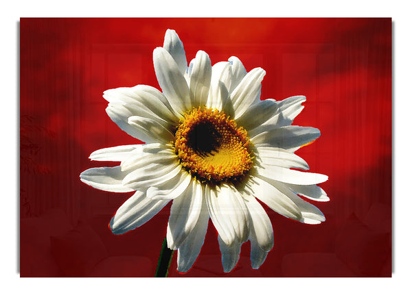 White Daisy On Red