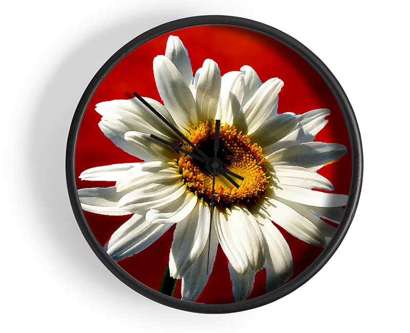 White Daisy On Red Clock - Wallart-Direct UK