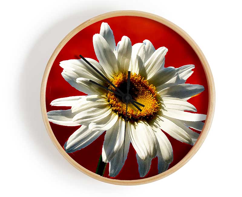 White Daisy On Red Clock - Wallart-Direct UK