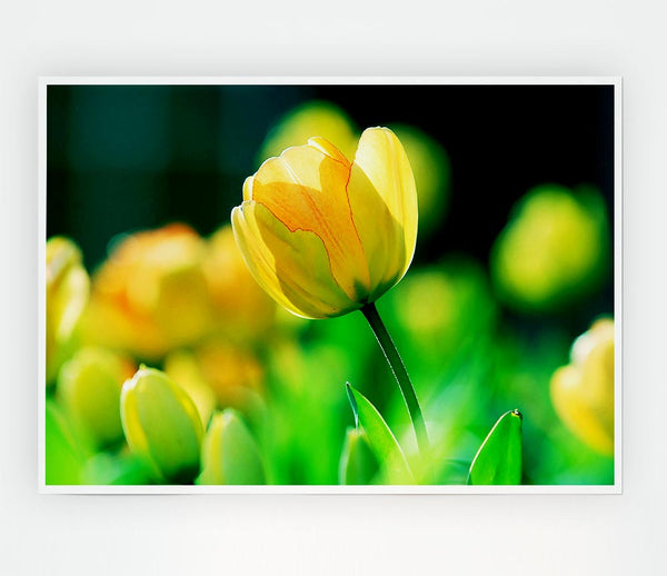 Yellow Tulip Sunlight Print Poster Wall Art