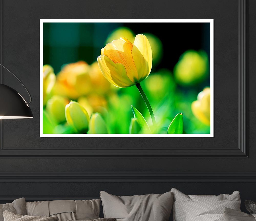 Yellow Tulip Sunlight Print Poster Wall Art