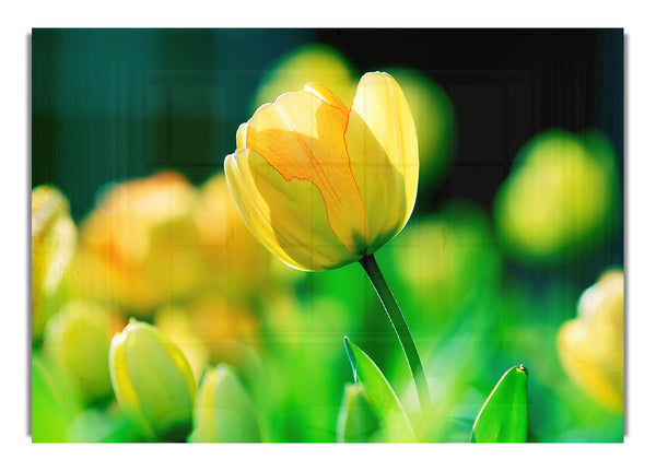 Yellow Tulip Sunlight