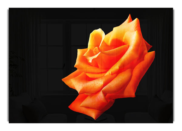 Single Orange Rose In Bloom