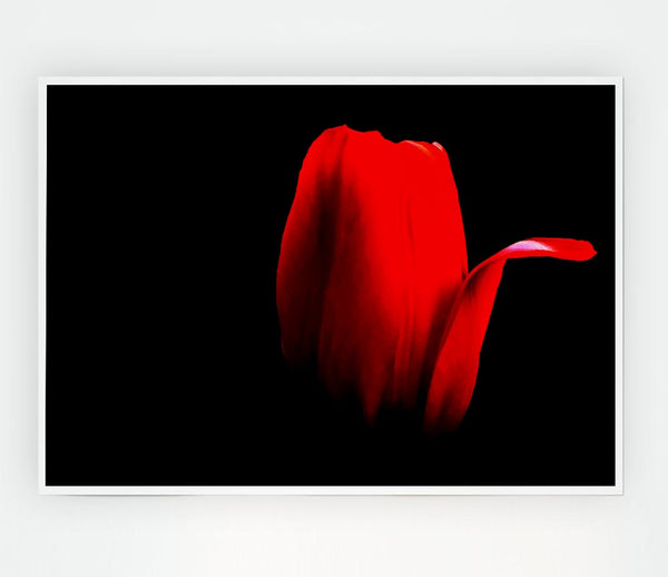 Fire Red Tulip Petal Print Poster Wall Art