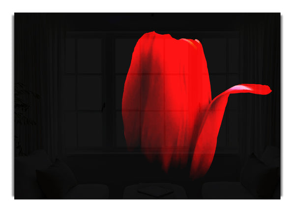 Fire Red Tulip Petal