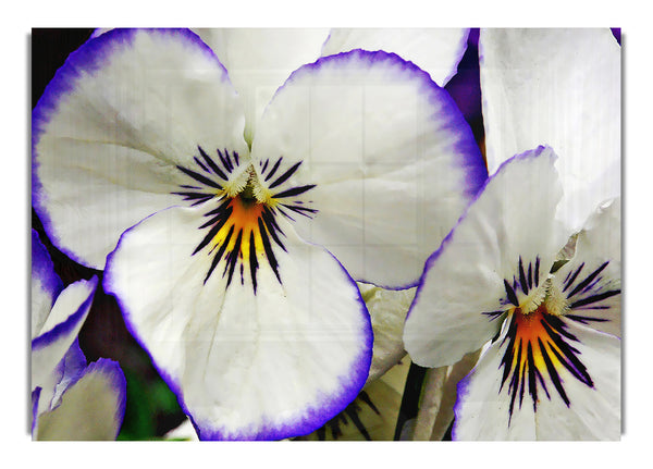 White Purple Petals