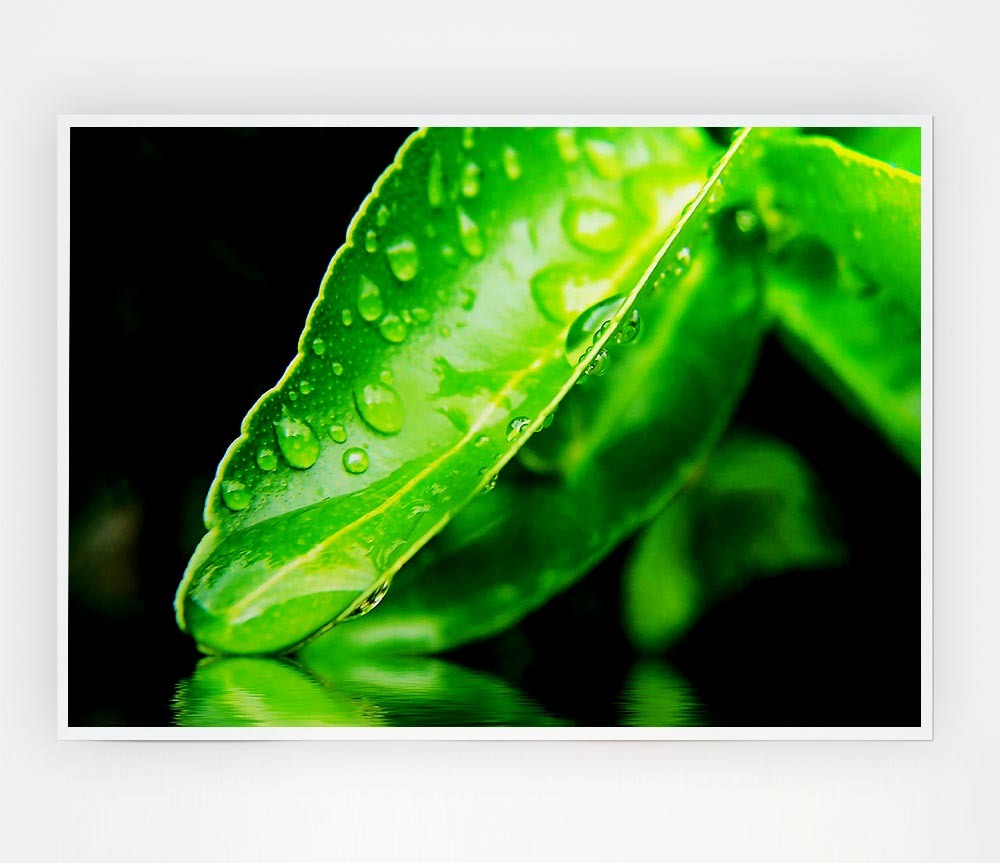 Green Leaf Reflection Print Poster Wall Art