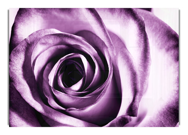 Purple Rose Delight