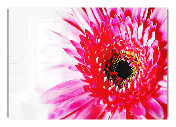 Stunning Pink Gerbera Petals