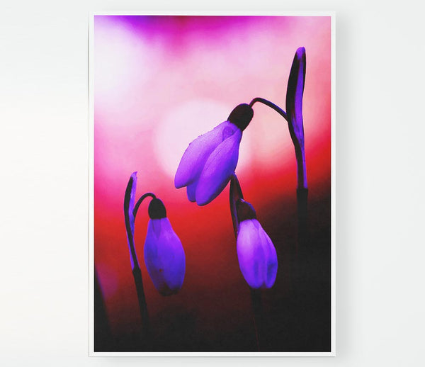 Violet Snowdrops Print Poster Wall Art