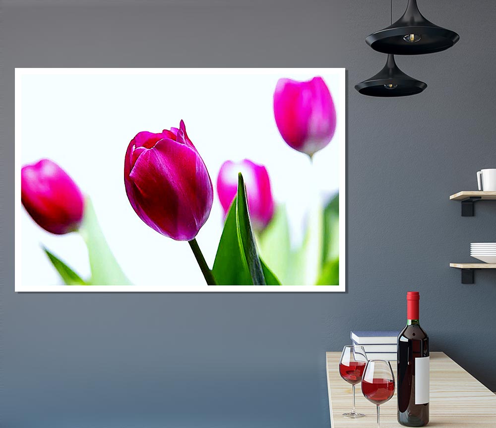 Cerise Tulip Quads Print Poster Wall Art