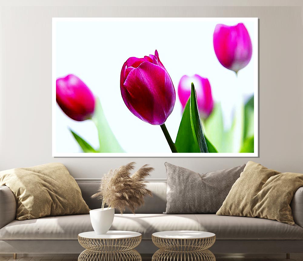 Cerise Tulip Quads Print Poster Wall Art