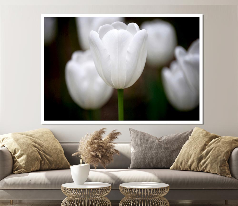 White Snowdrop Beauty Print Poster Wall Art