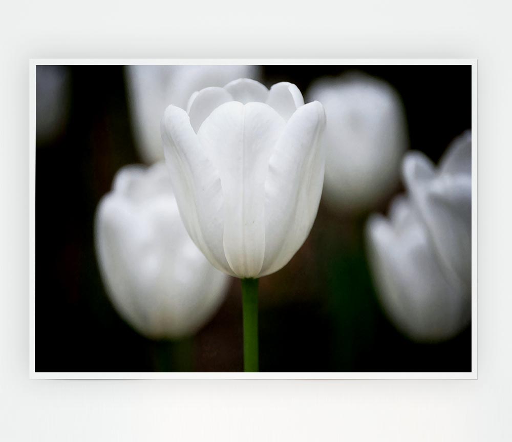 White Snowdrop Beauty Print Poster Wall Art