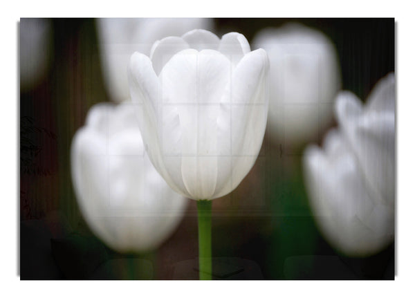 White Snowdrop Beauty