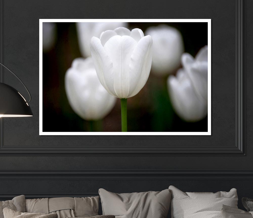 White Snowdrop Beauty Print Poster Wall Art