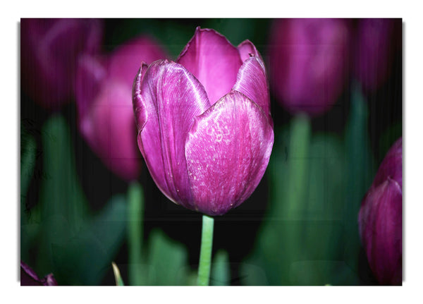 Purple Night Tulip