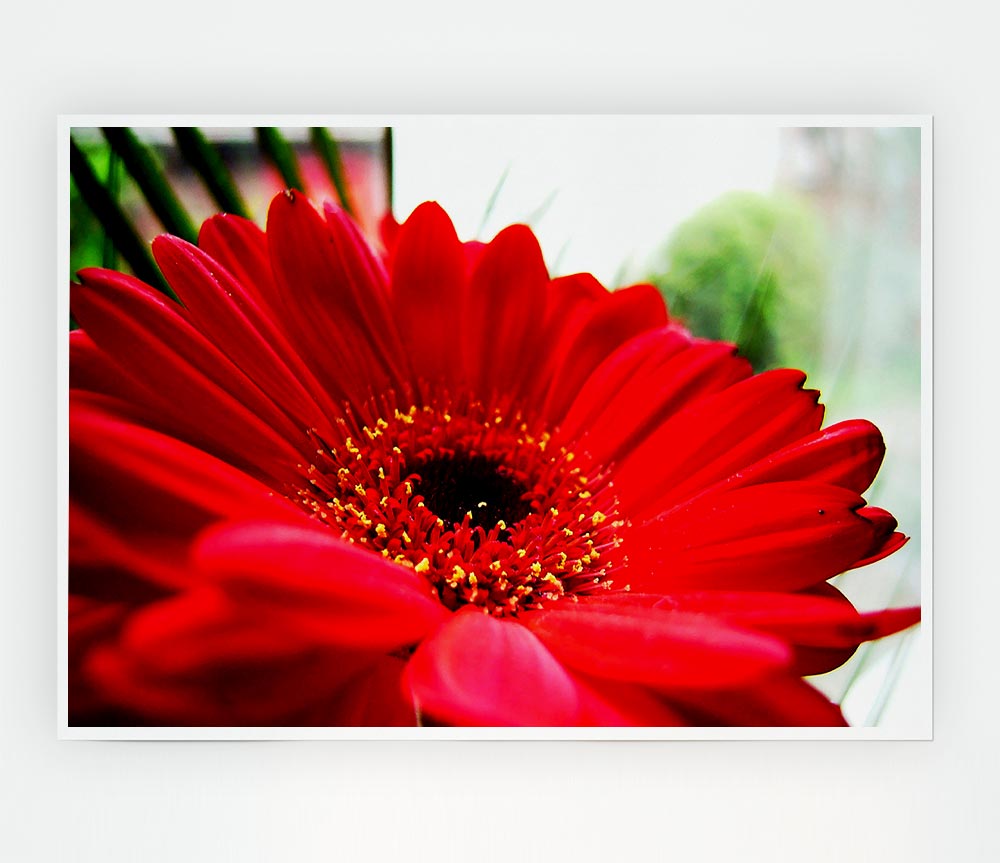 Cerise Gerbera Beauty Print Poster Wall Art