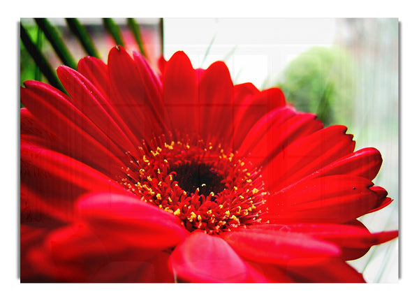 Cerise Gerbera Beauty