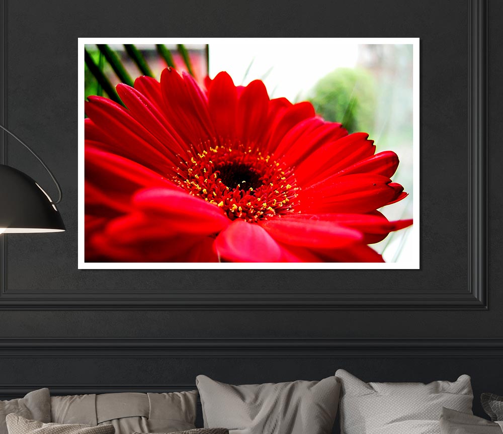 Cerise Gerbera Beauty Print Poster Wall Art