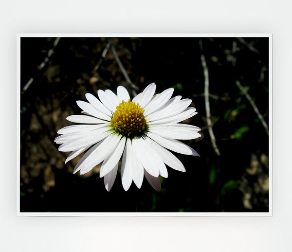 White Single Daisy Head Print Poster Wall Art