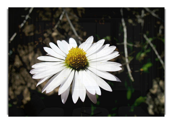 White Single Daisy On B~w