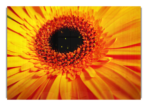 Goldenes Gerbera-Zentrum