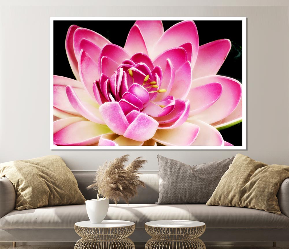 Water Lily Petals Print Poster Wall Art