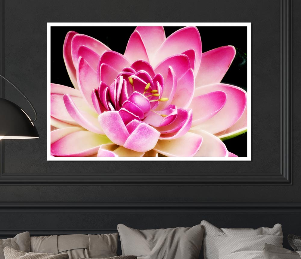 Water Lily Petals Print Poster Wall Art