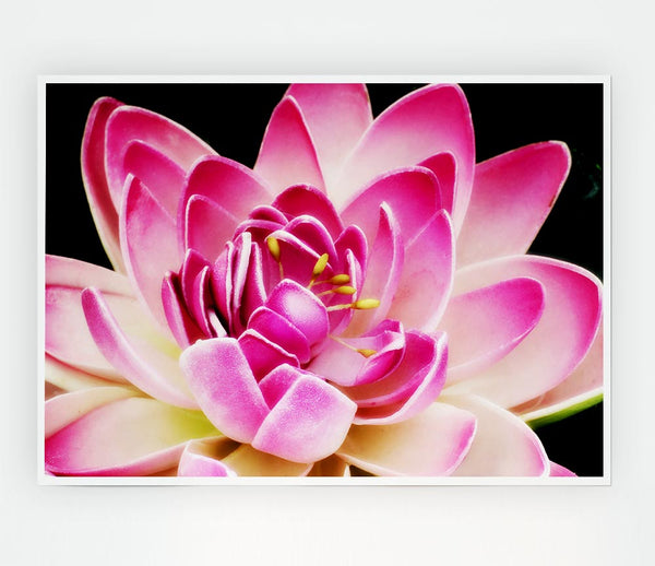 Water Lily Petals Print Poster Wall Art