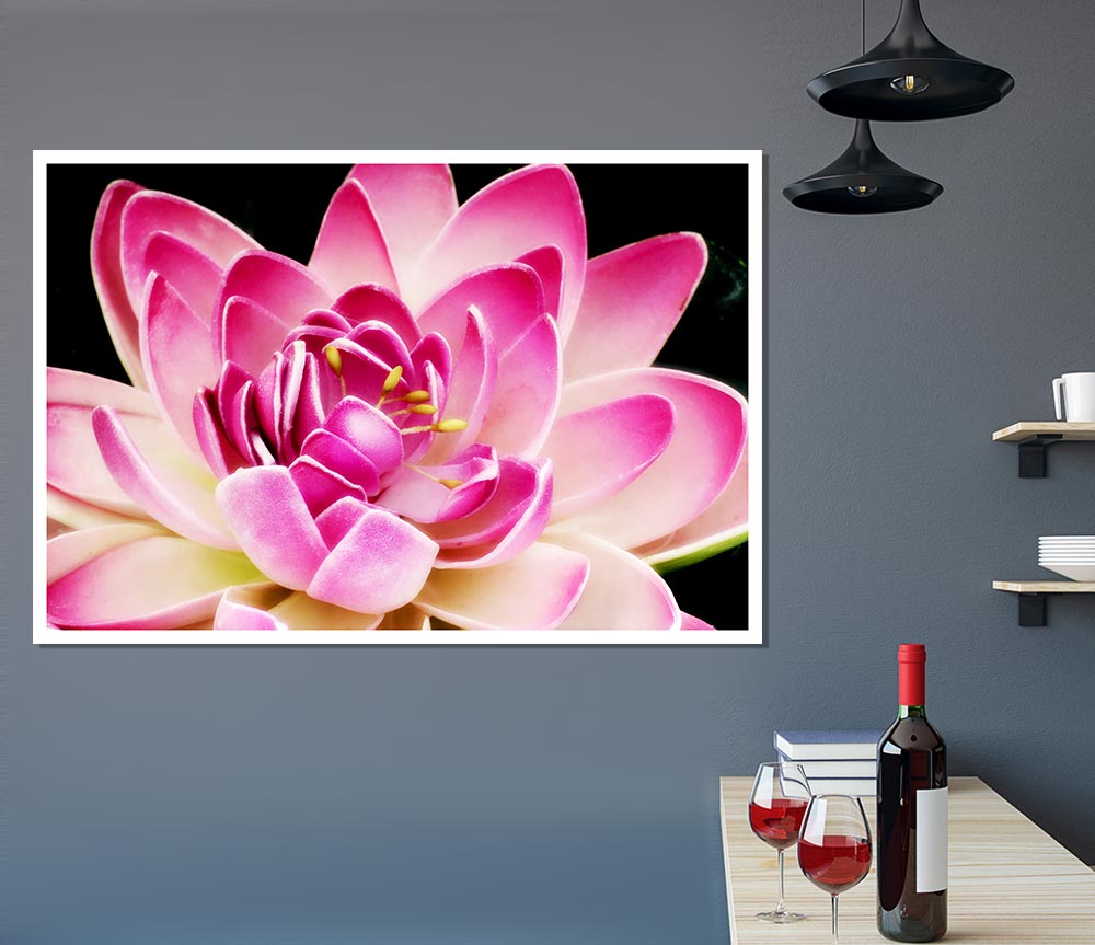 Water Lily Petals Print Poster Wall Art