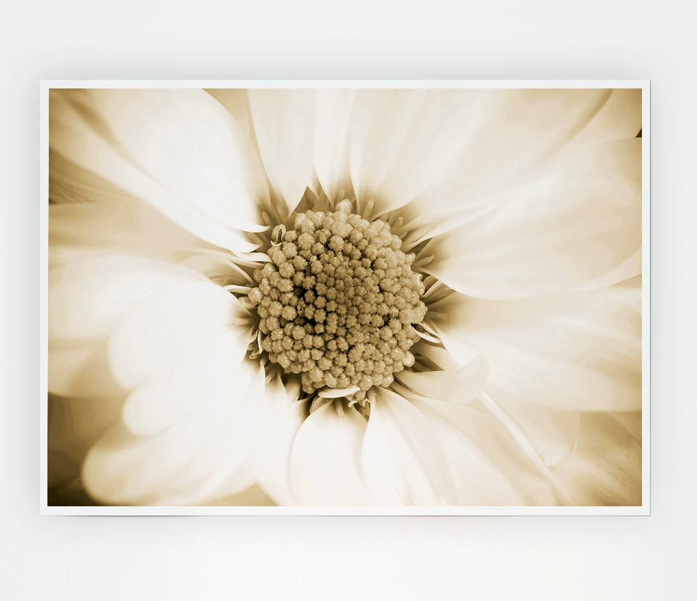 White Petal Heaven Print Poster Wall Art