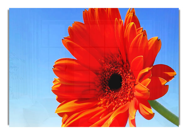 Orange Gerbera Skies