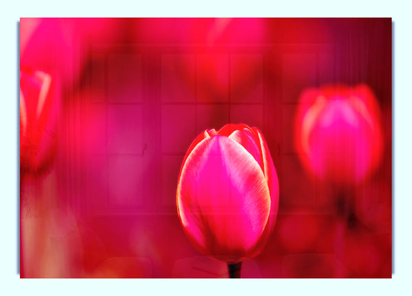 Pink Tulip Abstract