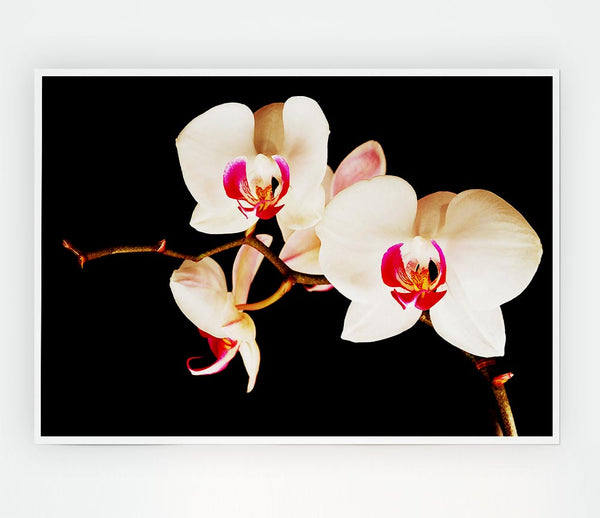 Butterfly Orchid Petals Print Poster Wall Art