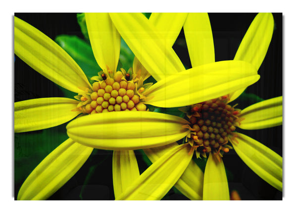 Yellow Star Flowers