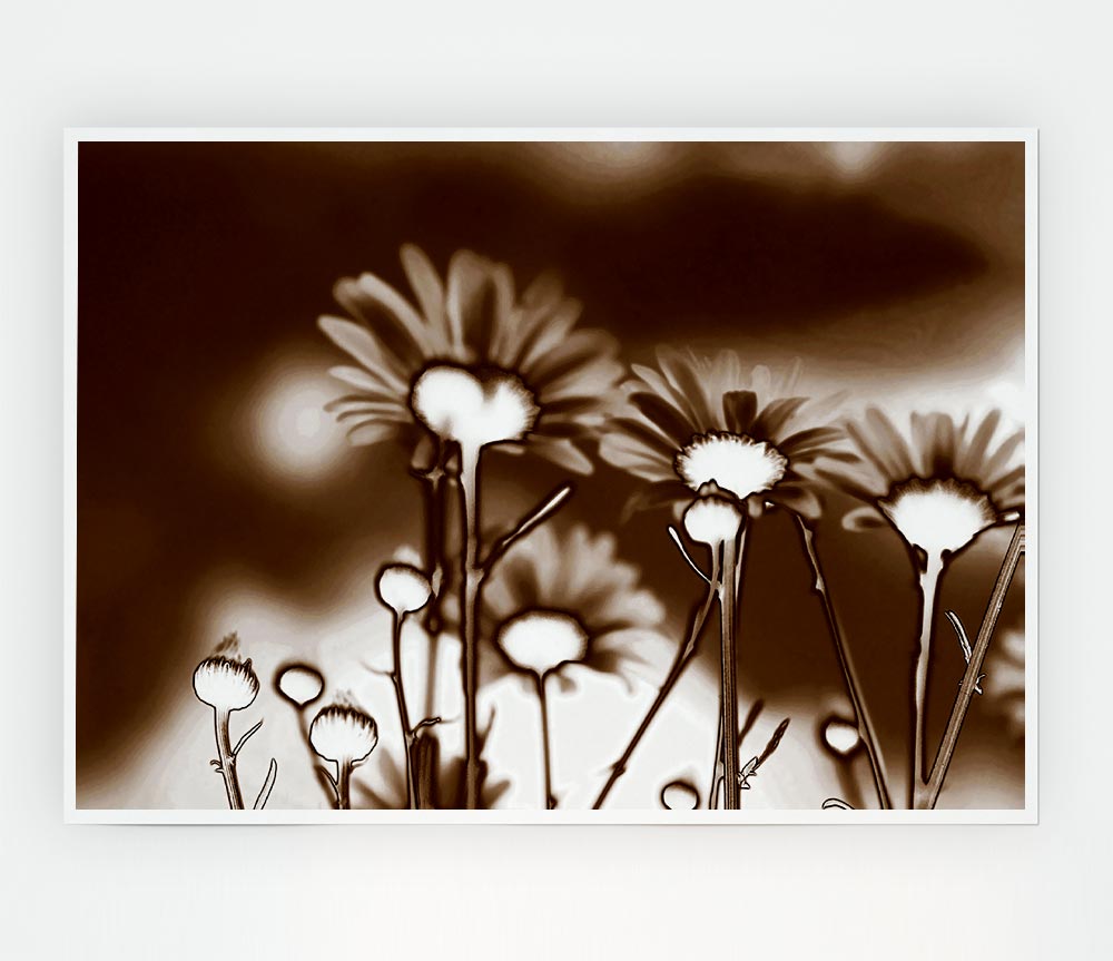 X Ray Daisys Brown Print Poster Wall Art