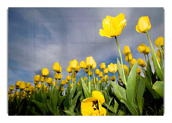 Yellow Tulip Field Storm