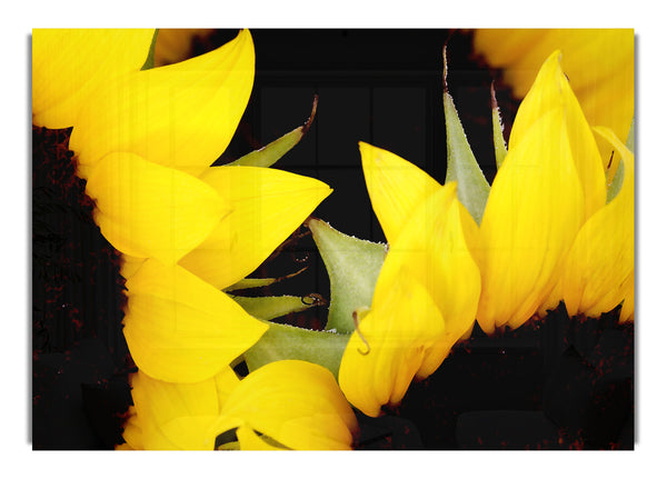 Yellow Sunflowers Close Up