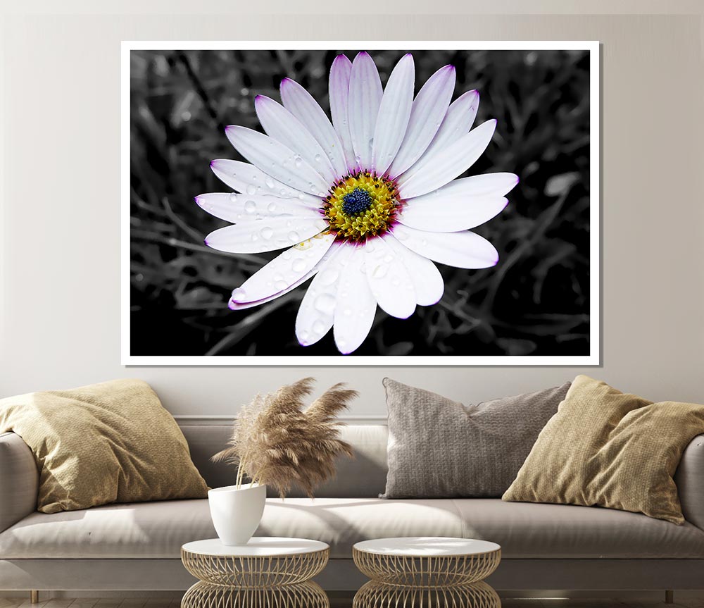 White Daisy On B N W Print Poster Wall Art