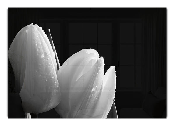 Black And White Tulip Beautys