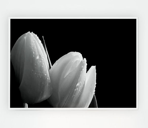 Black And White Tulip Beautys Print Poster Wall Art