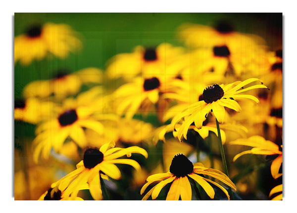 Yellow Daisy Pom Poms