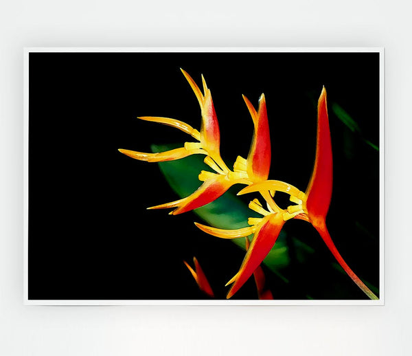 Bird Of Paradise In Sunlight Print Poster Wall Art