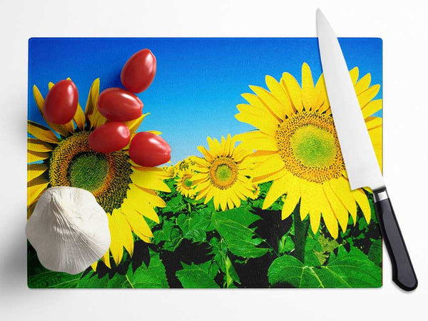 Huge Sunflower Heads In The Blue Cloudless Sky Glass Chopping Board