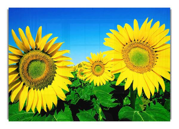 Huge Sunflower Heads