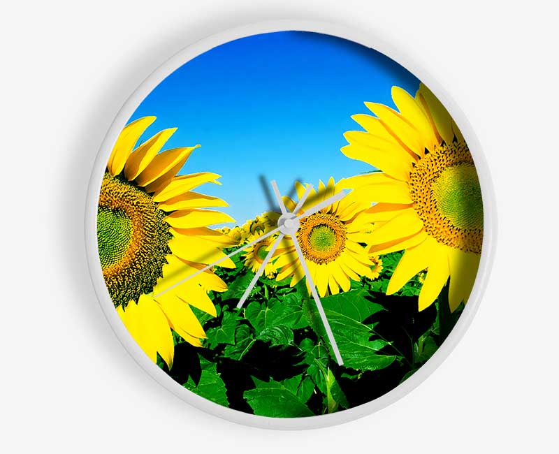 Huge Sunflower Heads In The Blue Cloudless Sky Clock - Wallart-Direct UK