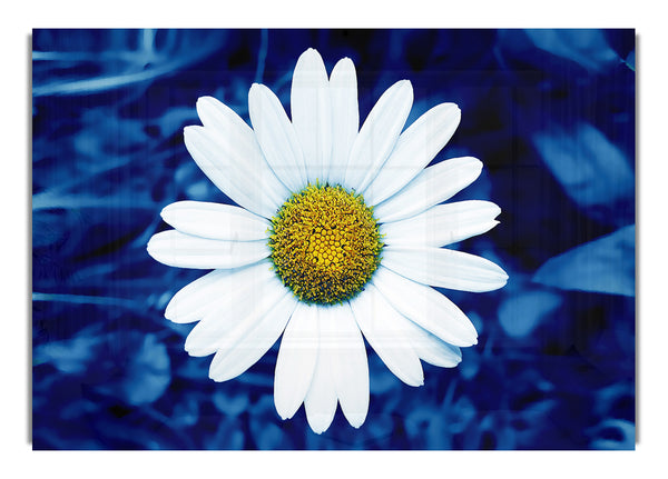 White Daisy Face On Blue