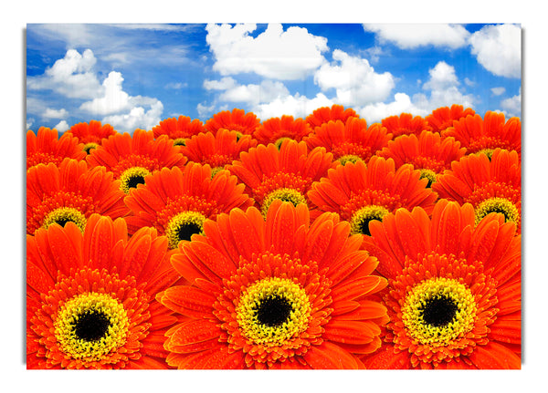 Orange Gerbera Heaven