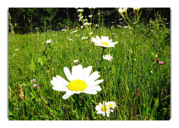 Daisy Field